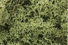 Woodland Scenics WL161 Lichen - Spring Green model railway scenery