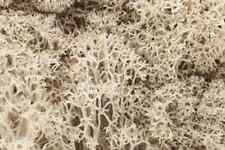 Woodland Scenics L166 Natural Lichen