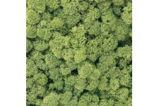 light-green-lichen-800x800