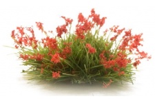 Woodland Scenics FS773 Red Flowering Tufts