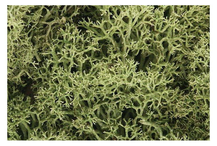 Woodland Scenics WL161 Lichen - Spring Green model railway scenery