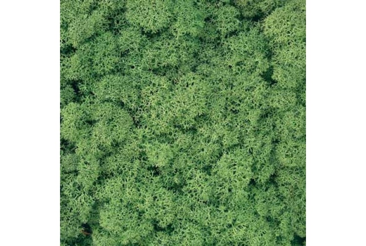 medium-green-lichen-800x800