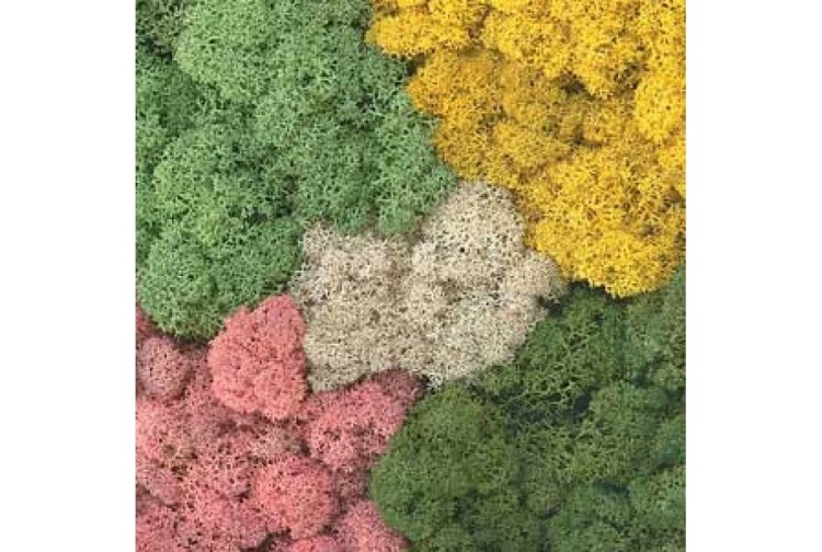 total-mix-lichen-800x800_1
