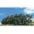 Woodland Scenics TR3581 Hedgerow 1 inch - 2 3/8 inches Woodland Scenics TR3581 Hedgerow 1 inch - 2 3/8 inches