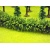 Jordan 59550 13B Large Green Hedge 50cm Jordan 59550 13B Large Green Hedge 50cm