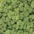 light-green-lichen-800x800
