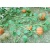 Tasma 00681 Pumpkins 6