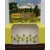 tasma-00916-marsh-marigolds