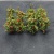 tasma-00993-apple-saplings