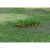 tasma-products-01039-carrot-n-gauge